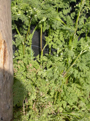 Anthriscus sylvestris - Fluitenkruid
