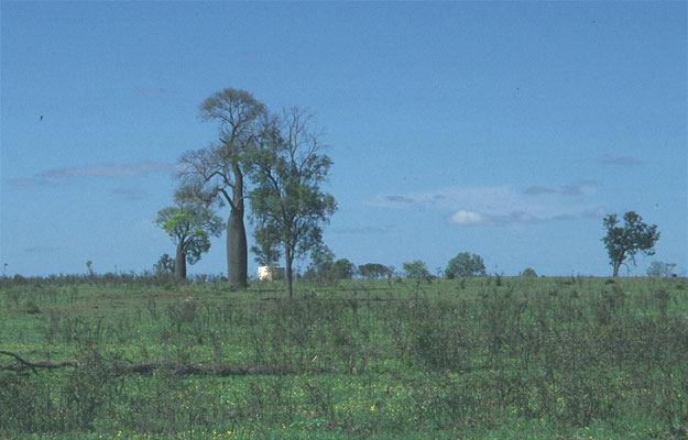 Flessenbomen