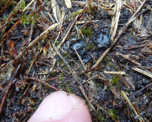 Pseudoplectania nigrella - Zwarte bekerzwam