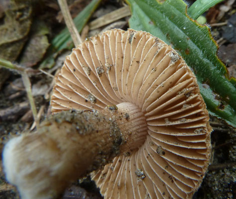 Inocybe vulpinella - Kleine duinvezelkop