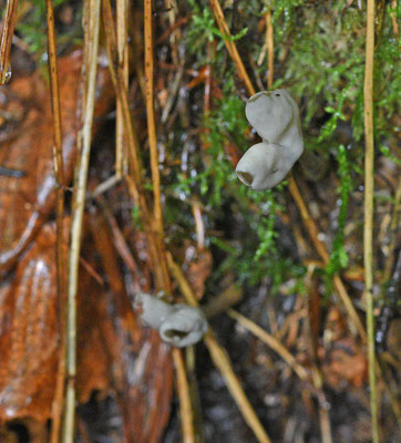 Helvella ephippium - Zadelkluifzwam