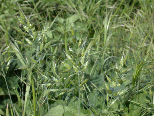 Bromus hordeaceus - Zachte dravik