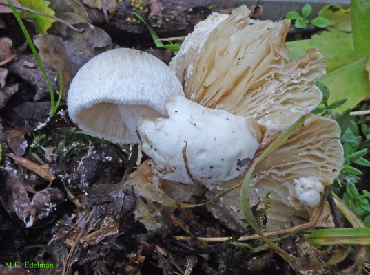 Volvariella surrecta - Parasietbeurszwam