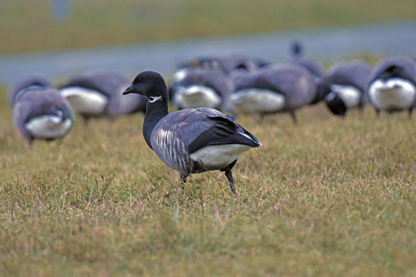 Zwartbuikrotgans