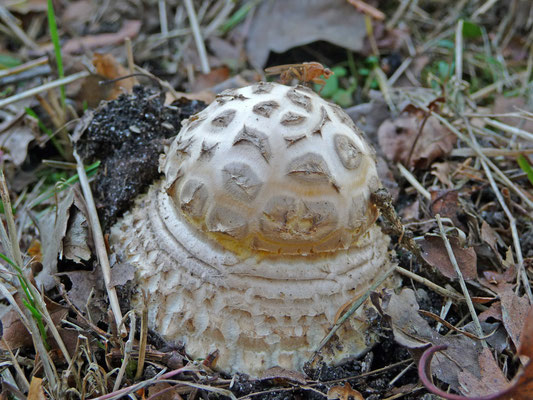 Amanita muscaria - Vliegenzwam