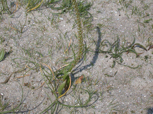 Triglochin maritima - Schorrezoutgras