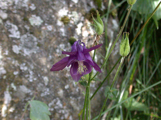 Aquilegia vulgaris -Wilde akelei