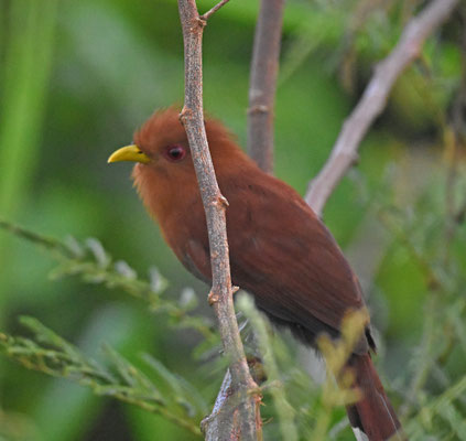 Little Cuckoo