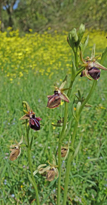 Ophrys mammosa