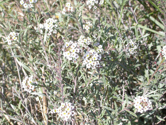 Lobularia maritima - Zilverschildzaad