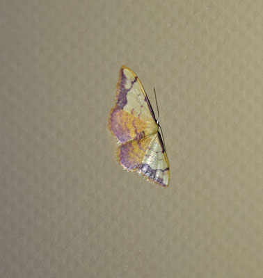Idaea ostrinaria