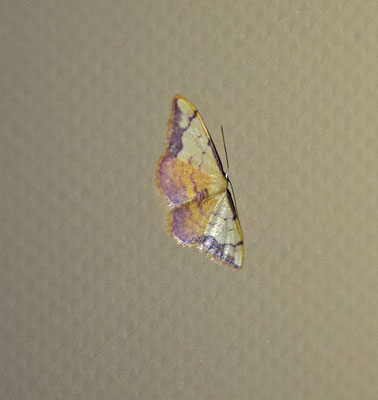 Idaea ostrinaria