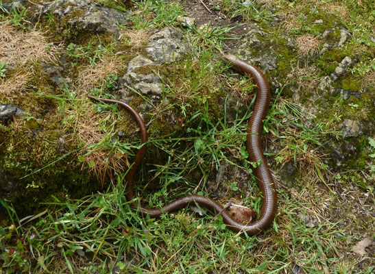 Pseudopus apodus