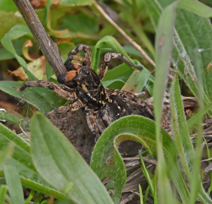 Glycosa vultuosa