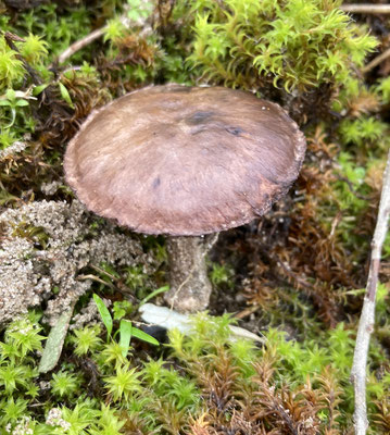 Agaricus devoniensis - Zeeduinchampignon