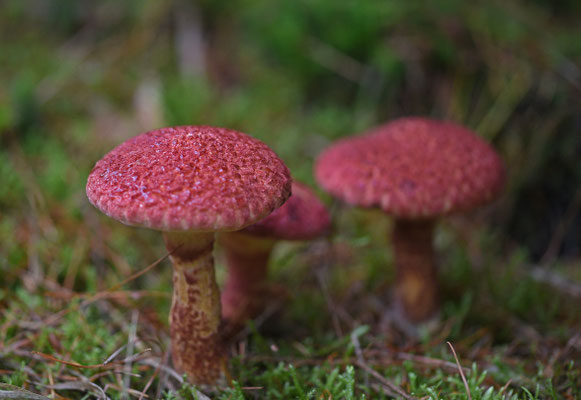 Roodschubbige ringboleet