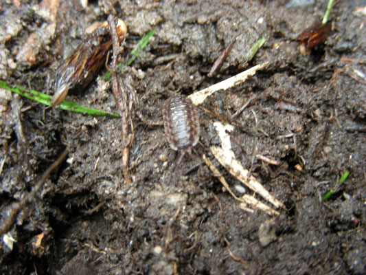 Philoscia muscorum - Mospissebed