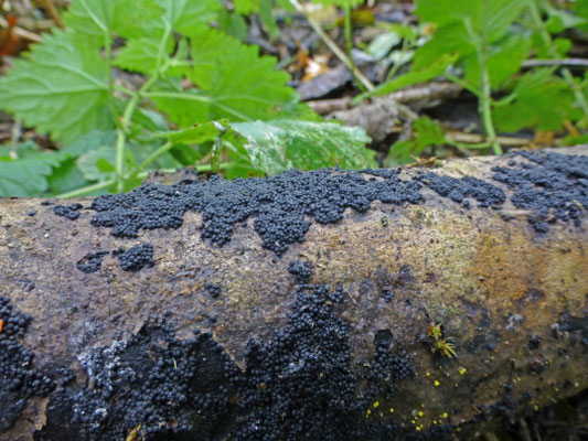Nitschkia confertula - Essenpokzwammetje