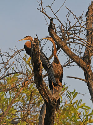 Anhinga rufa - African Darter