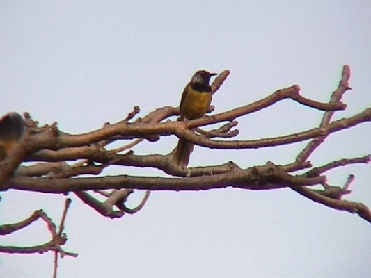 Oriole Warbler