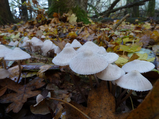 Mycena arcangeliana - Bundelmycena