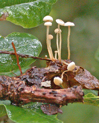 Collybia tuberosa - Purperknolcollybia