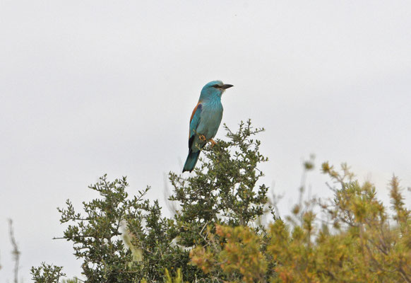 Scharrelaar