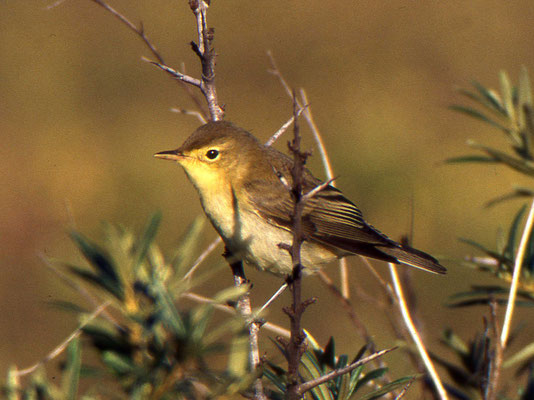 Spotvogel