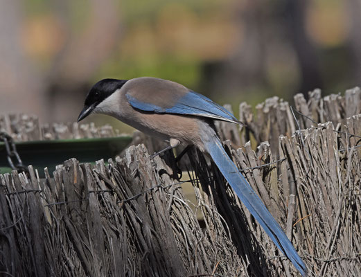 Blauwe ekster