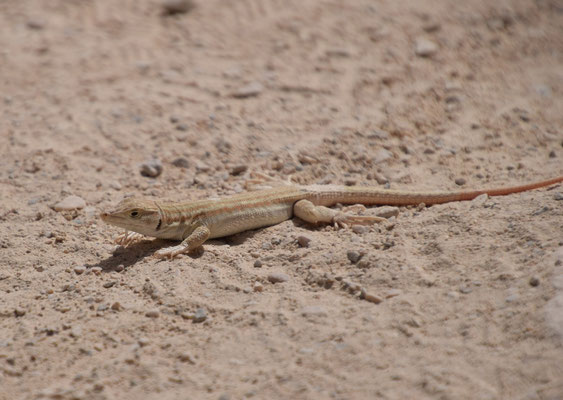 Acanthodactylus boskianus