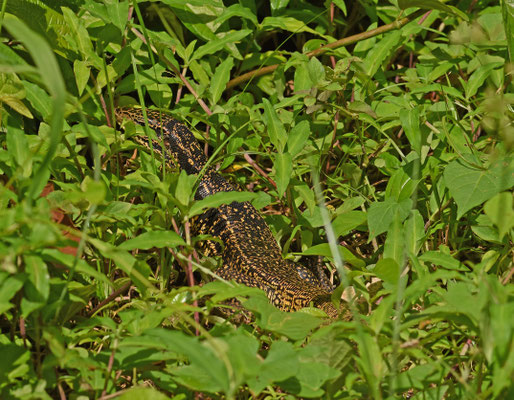 Sapakara