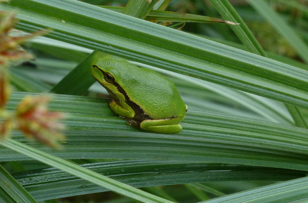 Hyla sarda - Tyrrheense boomkikker