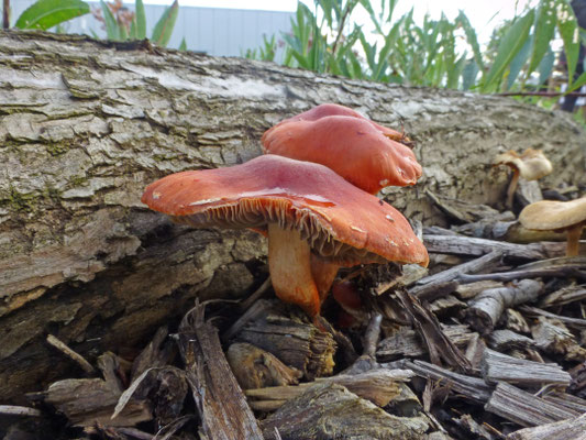 Leratiomyces  ceres (Stropharia auriantica) - Oranjerode stropharia