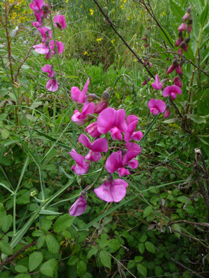 Lathyrus sylvestris - Boslathyrus