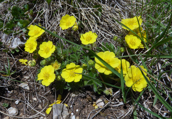 Potentilla aurea