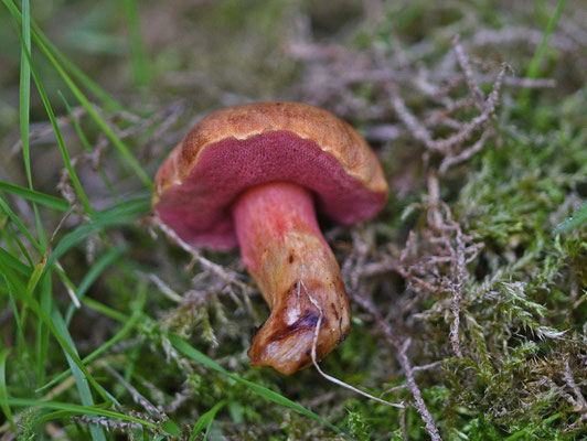 Chalciporus rubinus - Robijnboleet