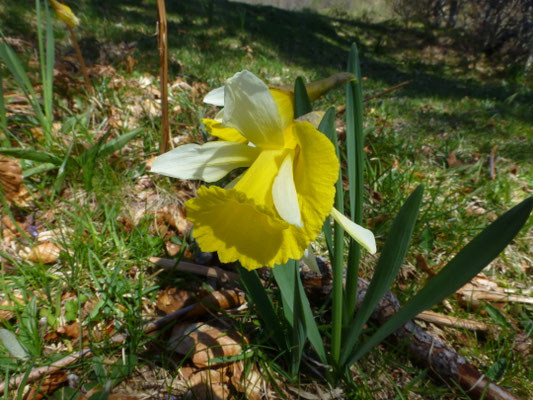 Narcissus pseudonarcissus