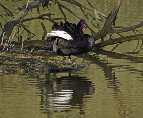 Zwarte zwaan