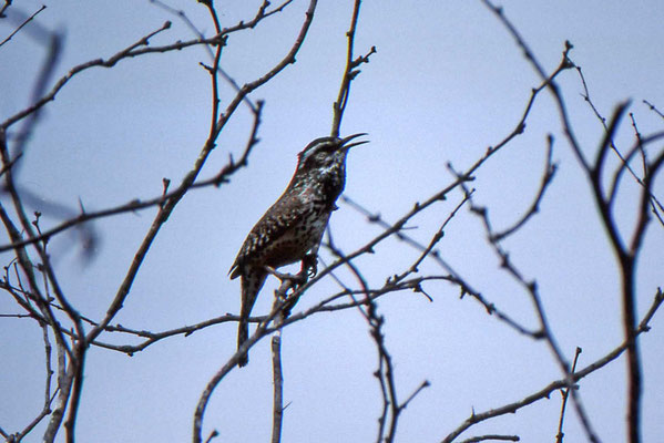 Cactus Wren