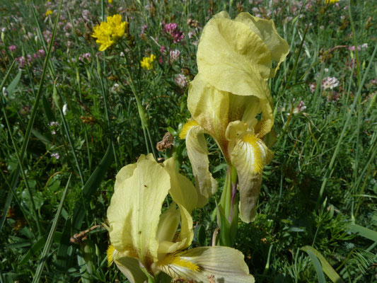 Iris lutescens