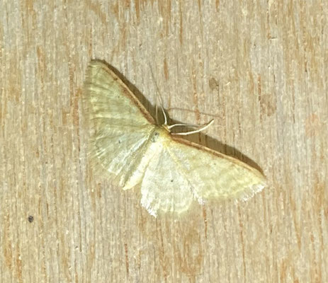 Idaea humiliata - Streepstipspanner