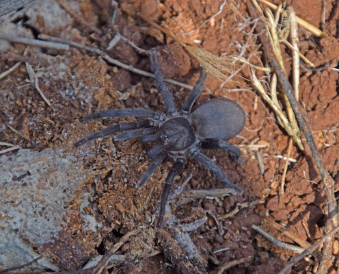 vogelspin Chaetopelma olivaceum