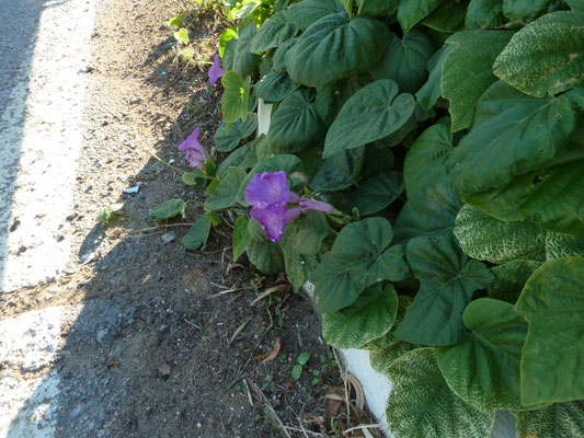 Ipomoea purpurea - Dagbloem