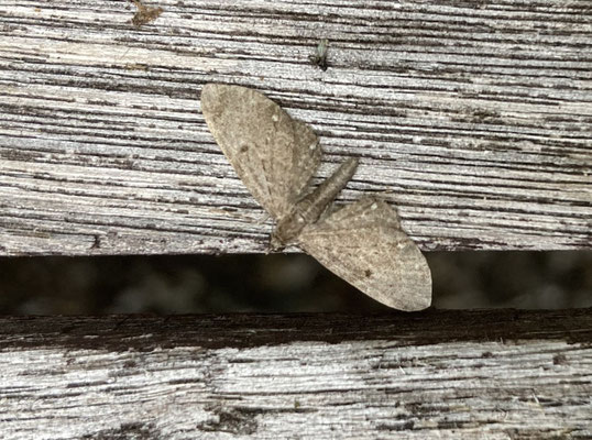 Eupithecia tripunctaria - Schermbloemdwergspanner