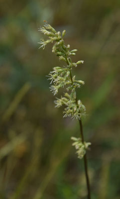 Oorsilene