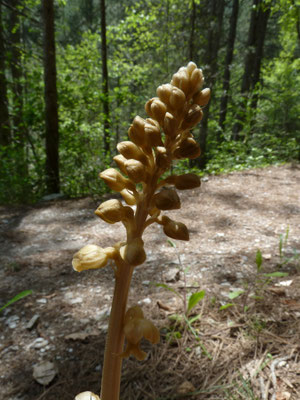 Cephalanthera longifolia