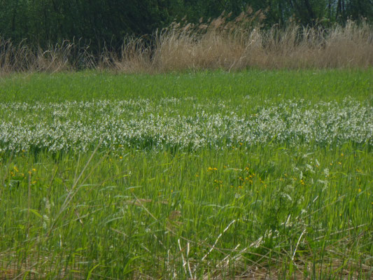 Leucojum aestivum - Zomerklokje