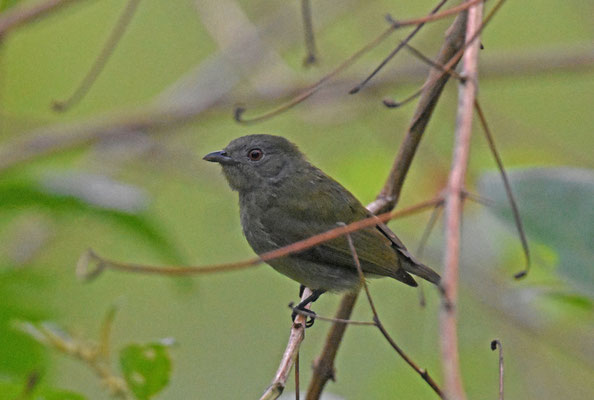 White-crowned Manakin, female