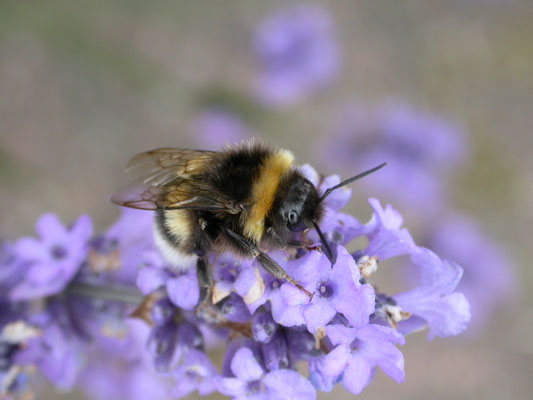 Bombus terrestris/lucorum/magnus/cryptarum - Aardhommelgroep