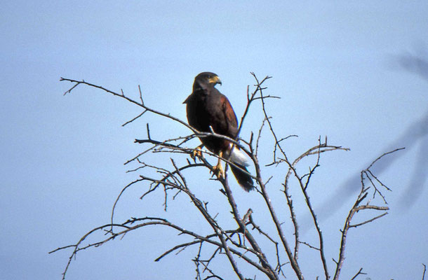 Harris Hawk